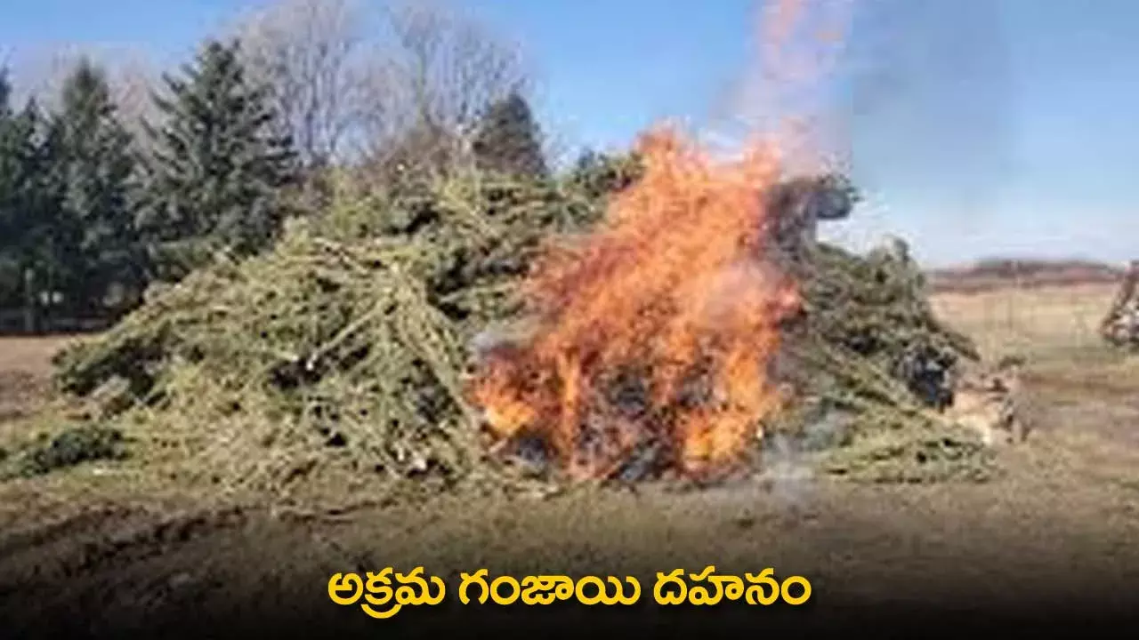 TG : అక్రమ గంజాయి దహనం