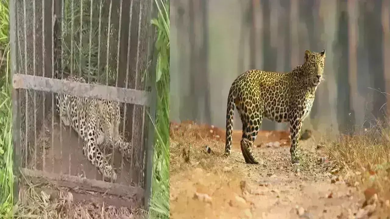 Leopard: కుక్క కోసం వచ్చి బోనులో చిక్కిన చిరుత Leopard: కుక్క కోసం వచ్చి బోనులో చిక్కిన చిరుత