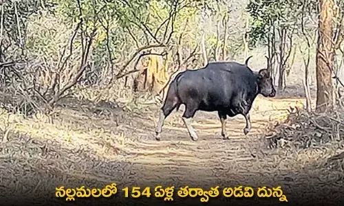 Nallamalla Forest : నల్లమలలో 154 ఏళ్ల తర్వాత అడవి దున్న Nallamalla Forest : నల్లమలలో 154 ఏళ్ల తర్వాత అడవి దున్న