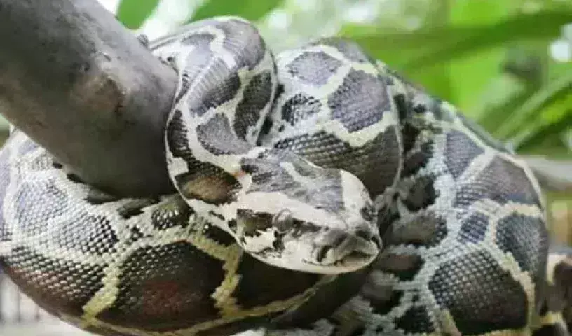 Indonesia:  మహిళను మింగేసిన కొండచిలువ