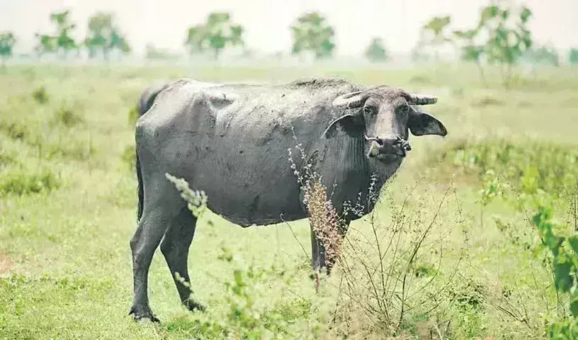 Buffalo Solved Problem:  తన పంచాయితీ తానే తేల్చిన   బర్రె