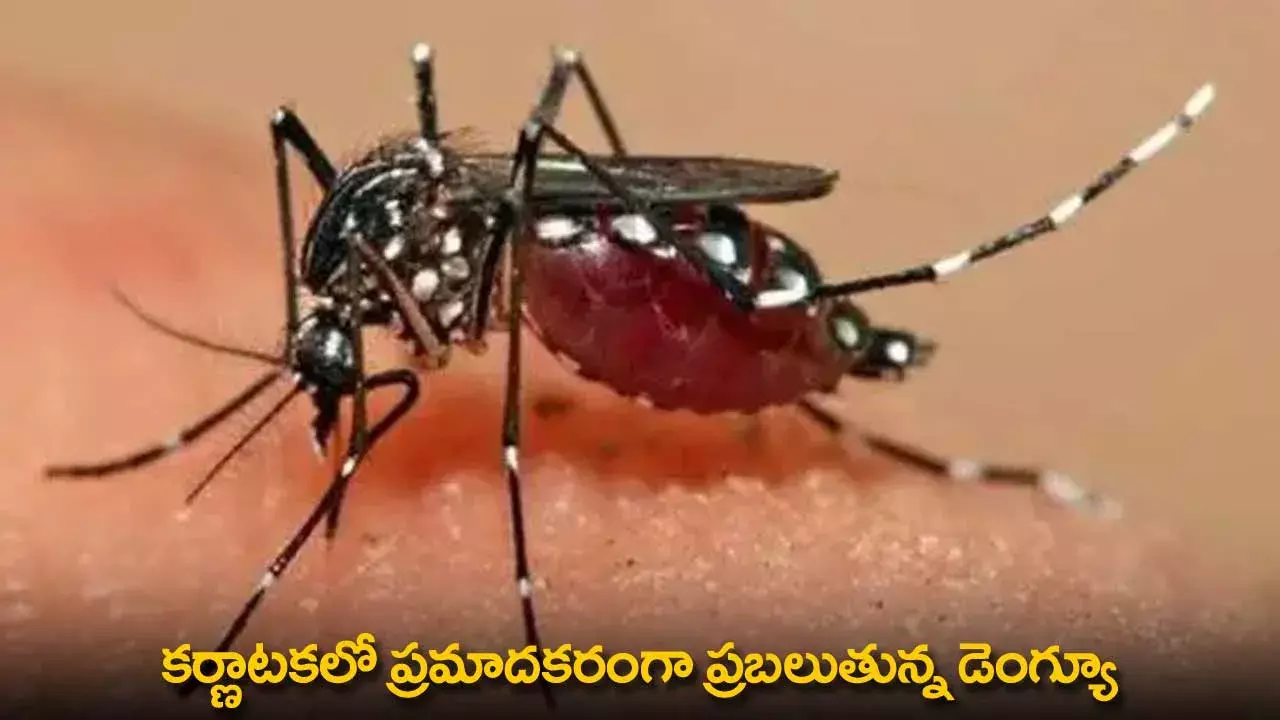 Dengue  : కర్ణాటకలో ప్రమాదకరంగా ప్రబలుతున్న డెంగ్యూ