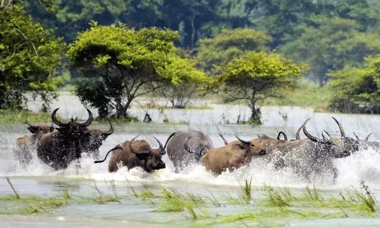 Assam Floods: కజిరంగా నేషనల్ పార్క్ లో ఆరు ఖడ్గమృగాలు సహా 131 వన్యప్రాణులు మృతి