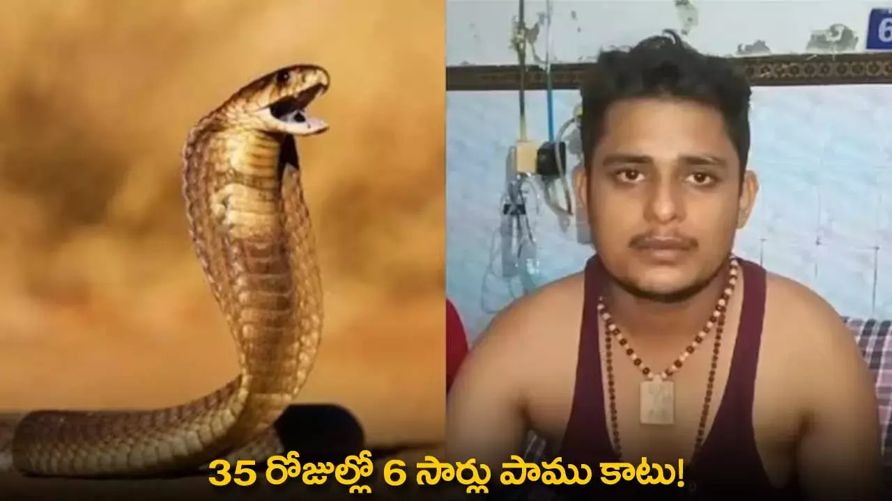 Snakes : 35 రోజుల్లో 6 సార్లు పాము కాటు! Snakes : 35 రోజుల్లో 6 సార్లు పాము కాటు!