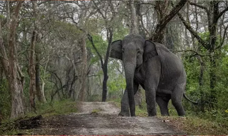 Bangalore: ఫారెస్ట్ గార్డును చంపిన అడవి ఏనుగు