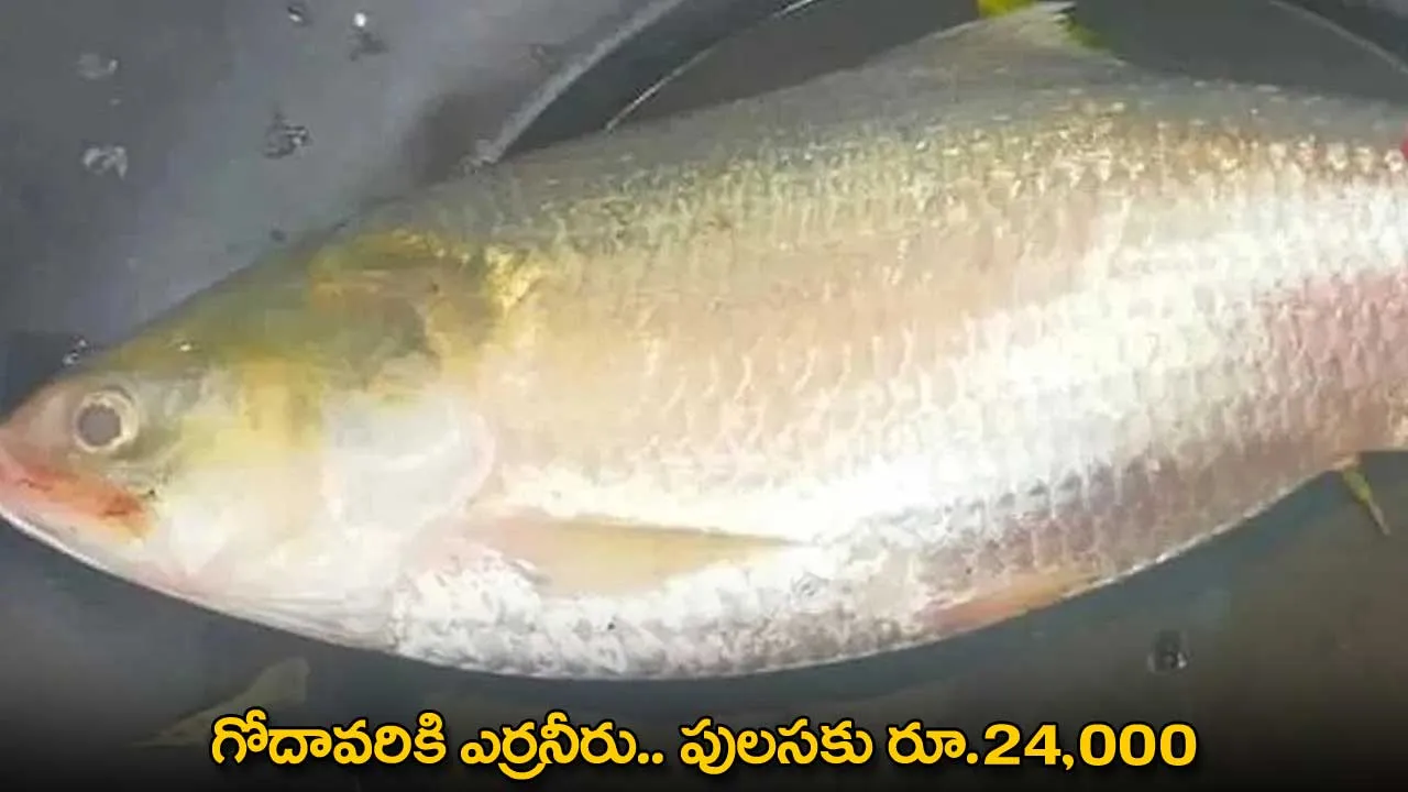 Pulasa Fish : గోదావరికి ఎర్రనీరు.. పులసకు రూ.24,000 Pulasa Fish : గోదావరికి ఎర్రనీరు.. పులసకు రూ.24,000