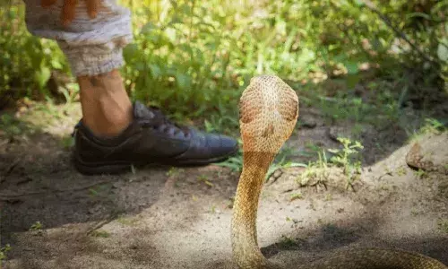 ప్రతి శనివారం అతడిని కాటేస్తున్న పాము.. ఒక్క రోజు చికిత్సతో కోలుకుంటూ..