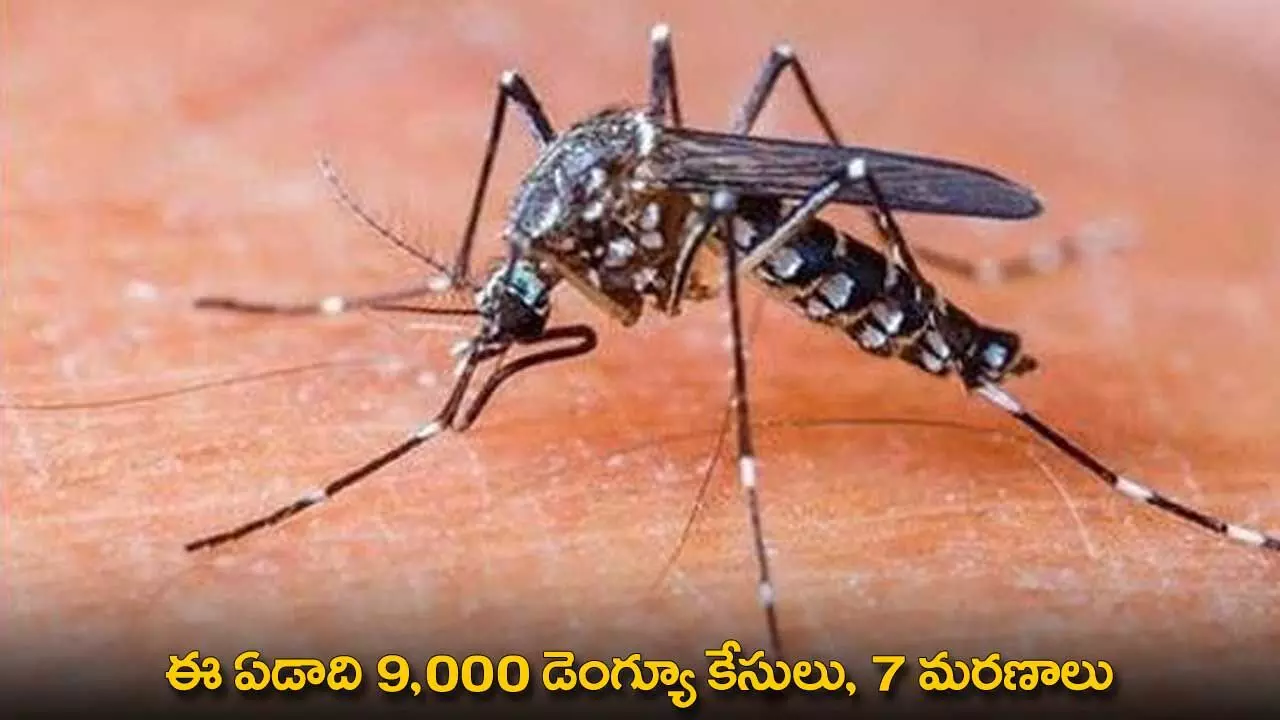 Dengue Cases : ఈ ఏడాది 9,000 డెంగ్యూ కేసులు, 7 మరణాలు Dengue Cases : ఈ ఏడాది 9,000 డెంగ్యూ కేసులు, 7 మరణాలు