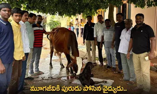 Cow : మూగజీవికి పురుడు పోసిన వైద్యుడు.. Cow : మూగజీవికి పురుడు పోసిన వైద్యుడు..