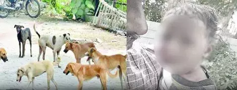 DEAD: వీధికుక్కుల దాడిలో గాయపడిన చిన్నారి మృతి DEAD: వీధికుక్కుల దాడిలో గాయపడిన చిన్నారి మృతి