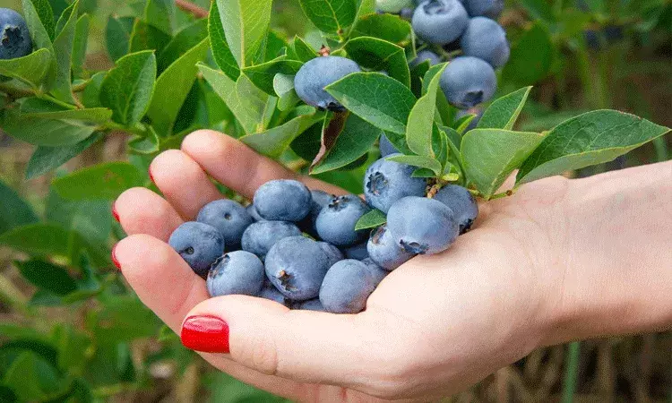 సూపర్ ఫుడ్ బ్లూ బెర్రీస్.. 10 ఆరోగ్య ప్రయోజనాలు.. సూపర్ ఫుడ్ బ్లూ బెర్రీస్.. 10 ఆరోగ్య ప్రయోజనాలు..