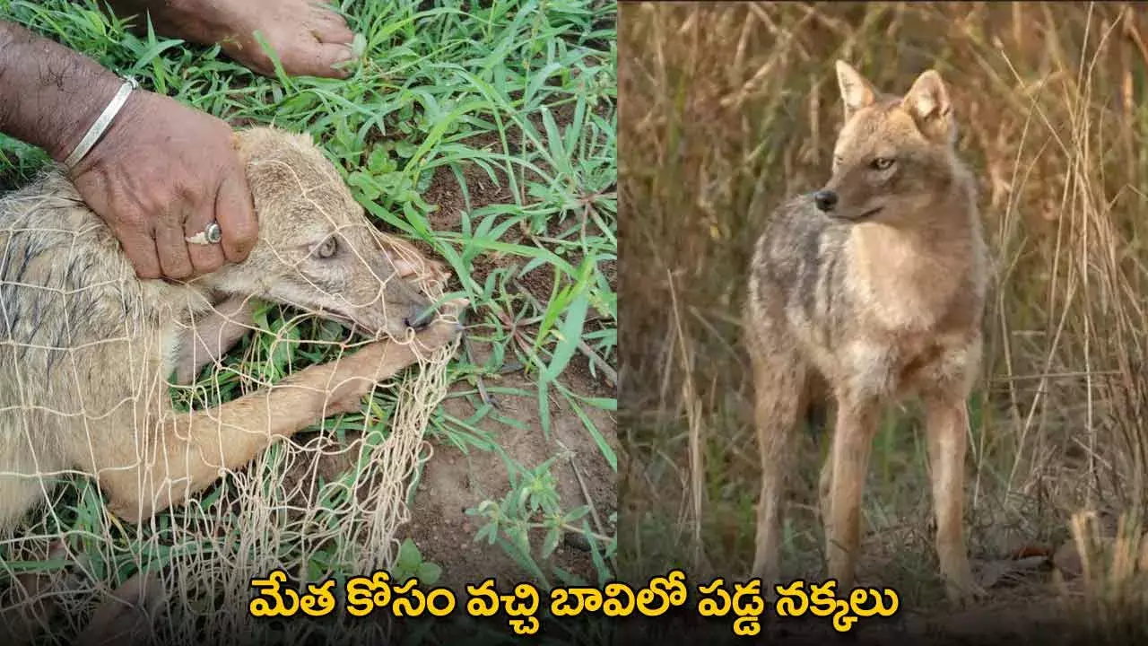 TG : మేత కోసం వచ్చి బావిలో పడ్డ నక్కలు TG : మేత కోసం వచ్చి బావిలో పడ్డ నక్కలు