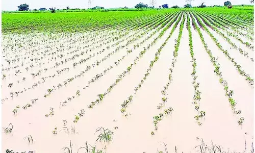 RAINS: ఆంధ్రప్రదేశ్‌లో లక్ష ఎకరాల్లో పంట నష్టం