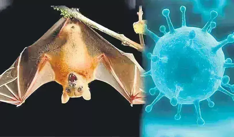 Nipah Virus: కేరళలో హడలెత్తిస్తున్న నిపా వైరస్, కేంద్రం అప్రమత్తం Nipah Virus: కేరళలో హడలెత్తిస్తున్న నిపా వైరస్, కేంద్రం అప్రమత్తం