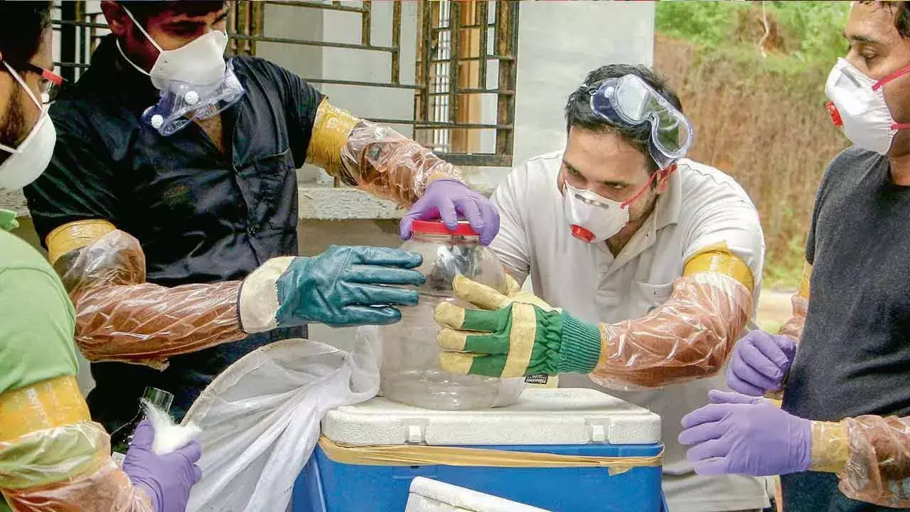 Nipah Virus : నిపా వైరస్ సోకితే ఎలా ట్రేస్, ట్రీట్ చేస్తారో తెలుసా? Nipah Virus : నిపా వైరస్ సోకితే ఎలా ట్రేస్, ట్రీట్ చేస్తారో తెలుసా?