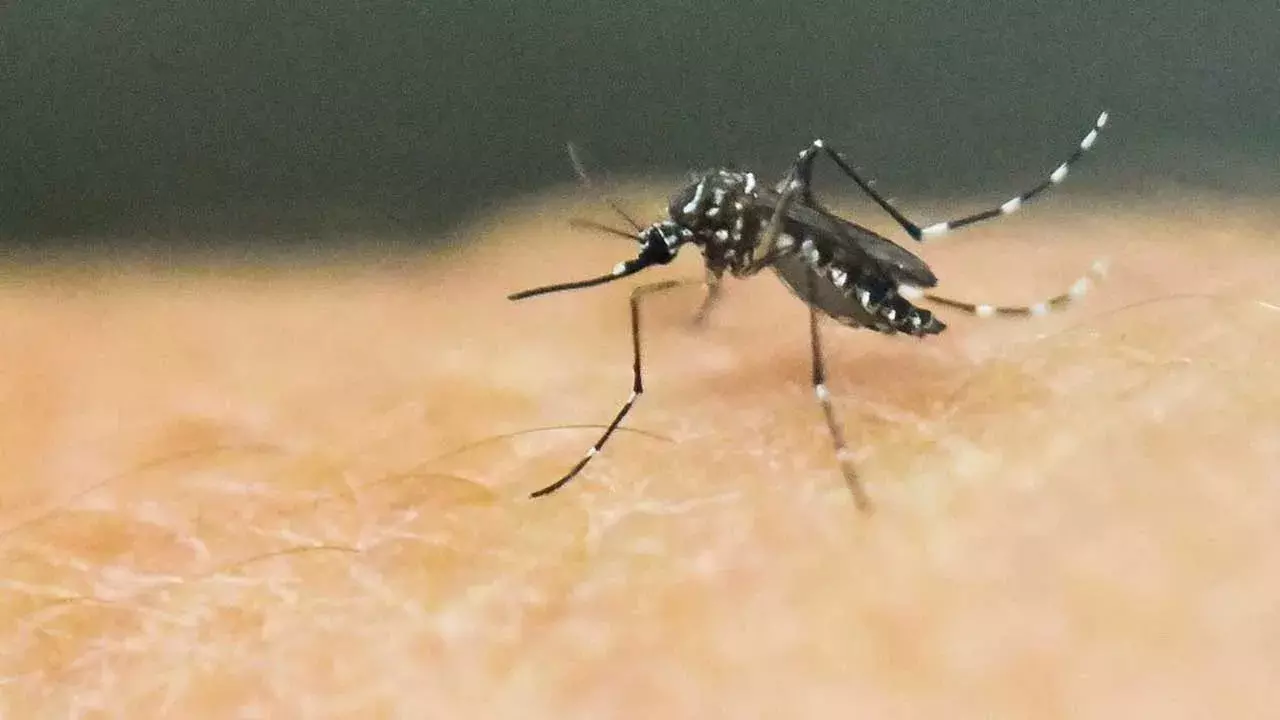 Zika Virus : మళ్లీ జికా వైరస్ విజృంభణ