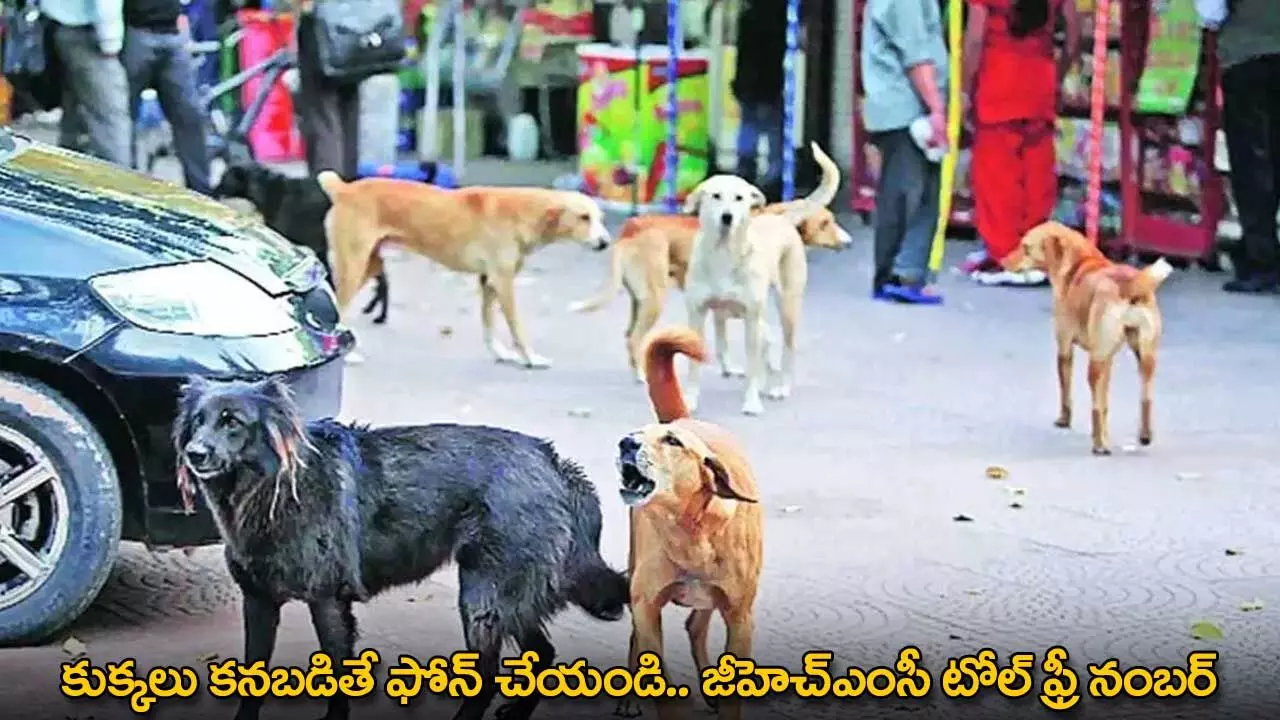 Street Dog Issues : కుక్కలు కనబడితే ఫోన్ చేయండి.. జీహెచ్ఎంసీ టోల్ ఫ్రీ నంబర్ Street Dog Issues : కుక్కలు కనబడితే ఫోన్ చేయండి.. జీహెచ్ఎంసీ టోల్ ఫ్రీ నంబర్