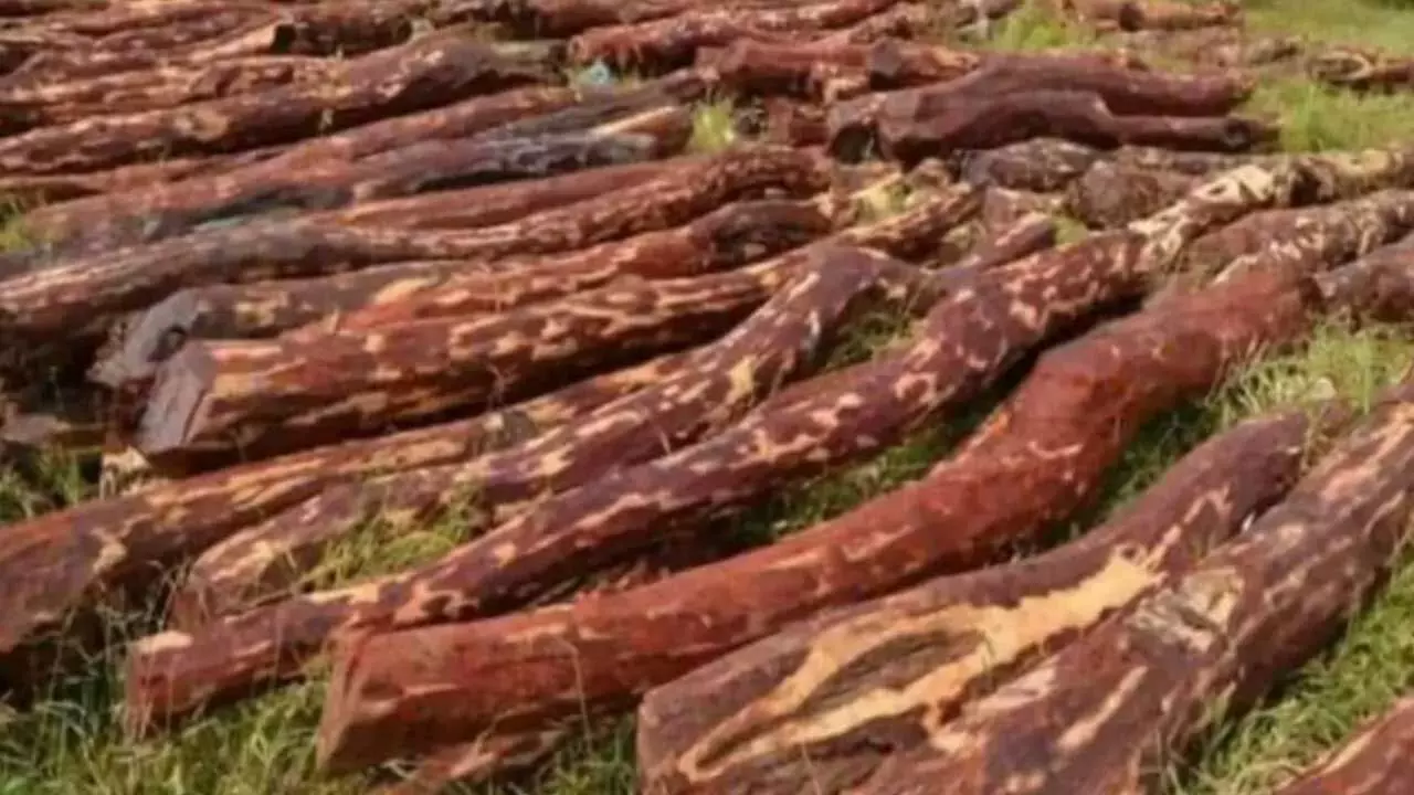 Red Sandalwood Smugglers : ఎర్రచందనం స్మగ్లర్లు ముగ్గురు అరెస్టు Red Sandalwood Smugglers : ఎర్రచందనం స్మగ్లర్లు ముగ్గురు అరెస్టు