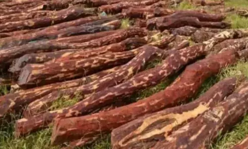 Red Sandalwood Smugglers : ఎర్రచందనం స్మగ్లర్లు ముగ్గురు అరెస్టు Red Sandalwood Smugglers : ఎర్రచందనం స్మగ్లర్లు ముగ్గురు అరెస్టు