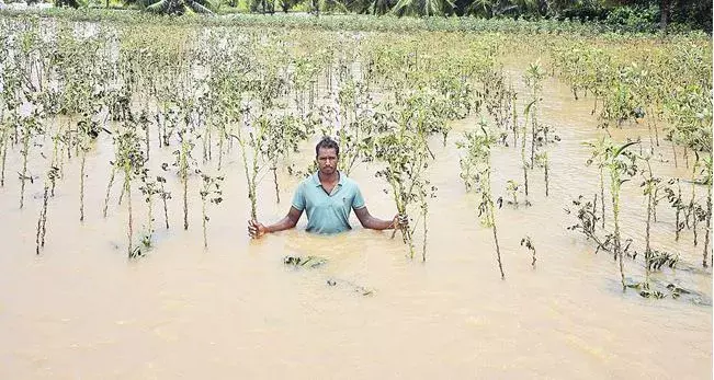 AP: వరదలతో ఏపీలో భారీగా పంట నష్టం