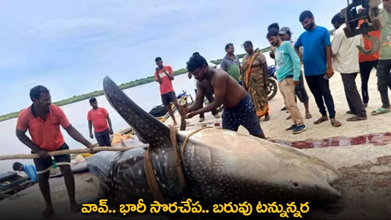 Giant Fish : వావ్.. భారీ సొరచేప.. బరువు టన్నున్నర Giant Fish : వావ్.. భారీ సొరచేప.. బరువు టన్నున్నర