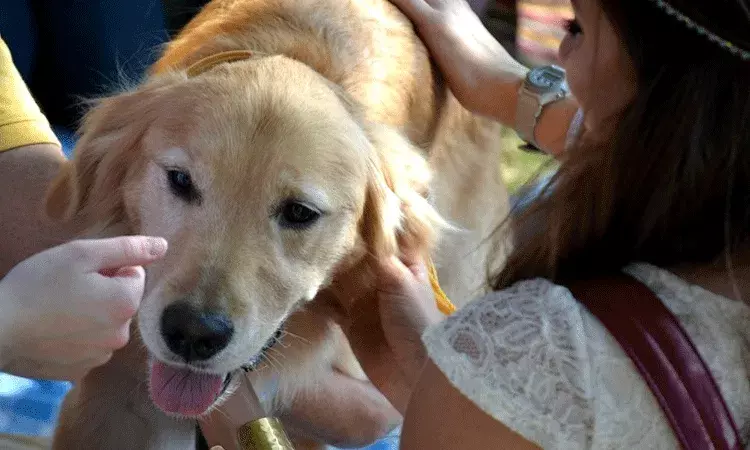 మూగజీవి పట్ల అమానుషం: కుక్కపై యాసిడ్‌ దాడికి పాల్పడిన వ్యక్తికి జైలు శిక్ష విధించిన కోర్టు