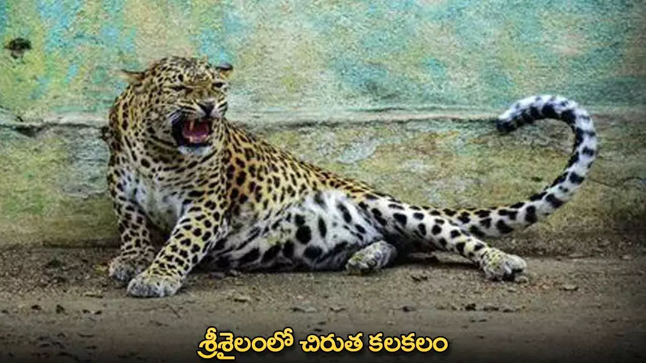 Leopard : శ్రీశైలంలో చిరుత కలకలం Leopard : శ్రీశైలంలో చిరుత కలకలం