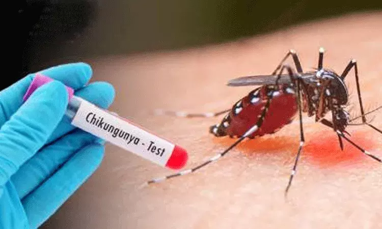 డెంగ్యూ, చికున్‌గున్యా లేదా మలేరియా.. ఇంట్లో సంకేతాలను ఎలా గుర్తించాలి