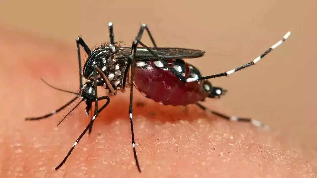 Dengue : 8 నెలల్లో 5,372 మందికి డెంగ్యూ... హైదరాబాద్ టాప్ Dengue : 8 నెలల్లో 5,372 మందికి డెంగ్యూ... హైదరాబాద్ టాప్