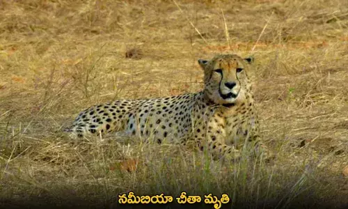 Namibian Cheetah : నమీబియా చీతా మృతి Namibian Cheetah : నమీబియా చీతా మృతి