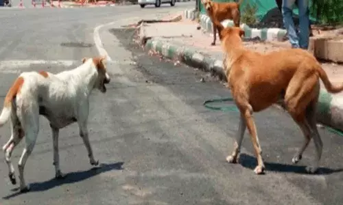 Bangalore: కుక్కల దాడి.. వాకింగ్ కు వెళ్లిన వృద్ధురాలి మృతి