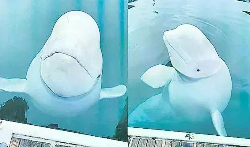 Hvaldimir: రష్యా నిఘా తిమింగలం  మృతి