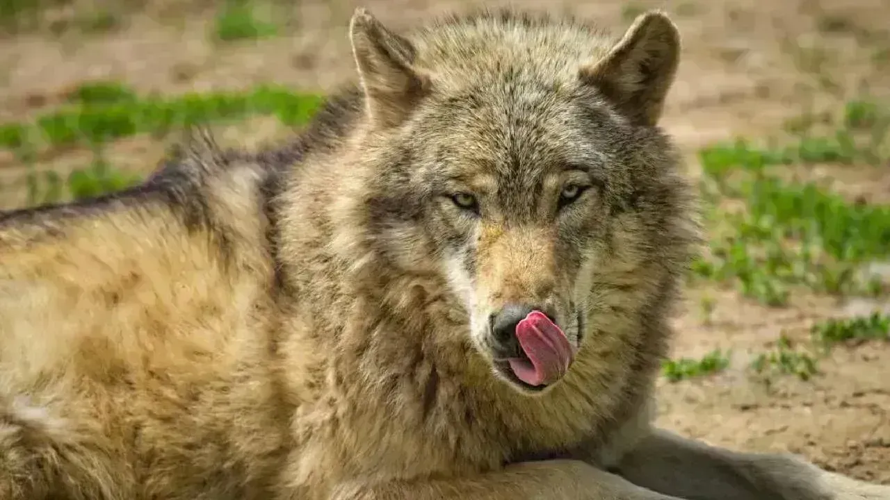 Wolf Attacks: మనిషి మాంసానికి మరిగిన తోడేళ్లు Wolf Attacks: మనిషి మాంసానికి మరిగిన తోడేళ్లు
