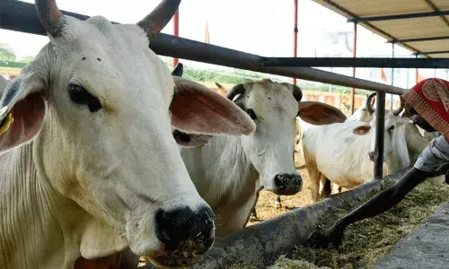 పశువుల స్మగ్లర్ గా భావించి 19 ఏళ్ల యువకుడిని కాల్చి చంపిన గోసంరక్షకులు.. పశువుల స్మగ్లర్ గా భావించి 19 ఏళ్ల యువకుడిని కాల్చి చంపిన గోసంరక్షకులు..