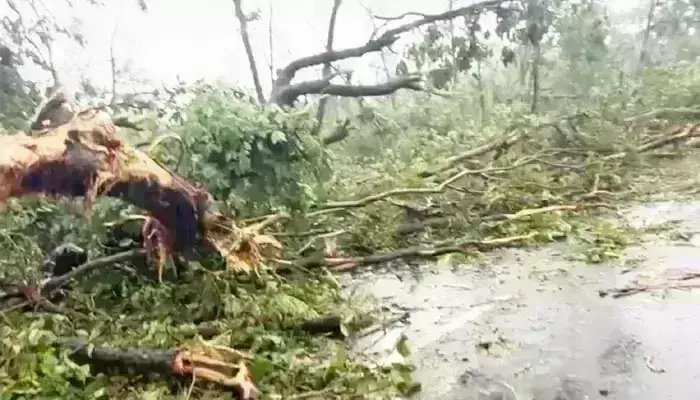 Tornado: మేడారం అడవుల్లో సుడిగాలి బీభత్సం Tornado: మేడారం అడవుల్లో సుడిగాలి బీభత్సం