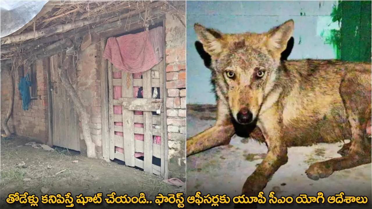 తోడేళ్లు కనిపిస్తే షూట్ చేయండి.. ఫారెస్ట్ ఆఫీసర్లకు యూపీ సీఎం యోగి ఆదేశాలు తోడేళ్లు కనిపిస్తే షూట్ చేయండి.. ఫారెస్ట్ ఆఫీసర్లకు యూపీ సీఎం యోగి ఆదేశాలు