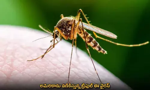 Triple E Virus : అమెరికాను వణికిస్తున్న ట్రిపుల్ ఈ వైరస్ Triple E Virus : అమెరికాను వణికిస్తున్న ట్రిపుల్ ఈ వైరస్