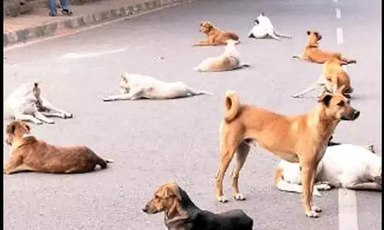 Bodhan: చిన్నారిపై వీధి కుక్కలు దాడి చేసి చంపేసి.. Bodhan: చిన్నారిపై వీధి కుక్కలు దాడి చేసి చంపేసి..