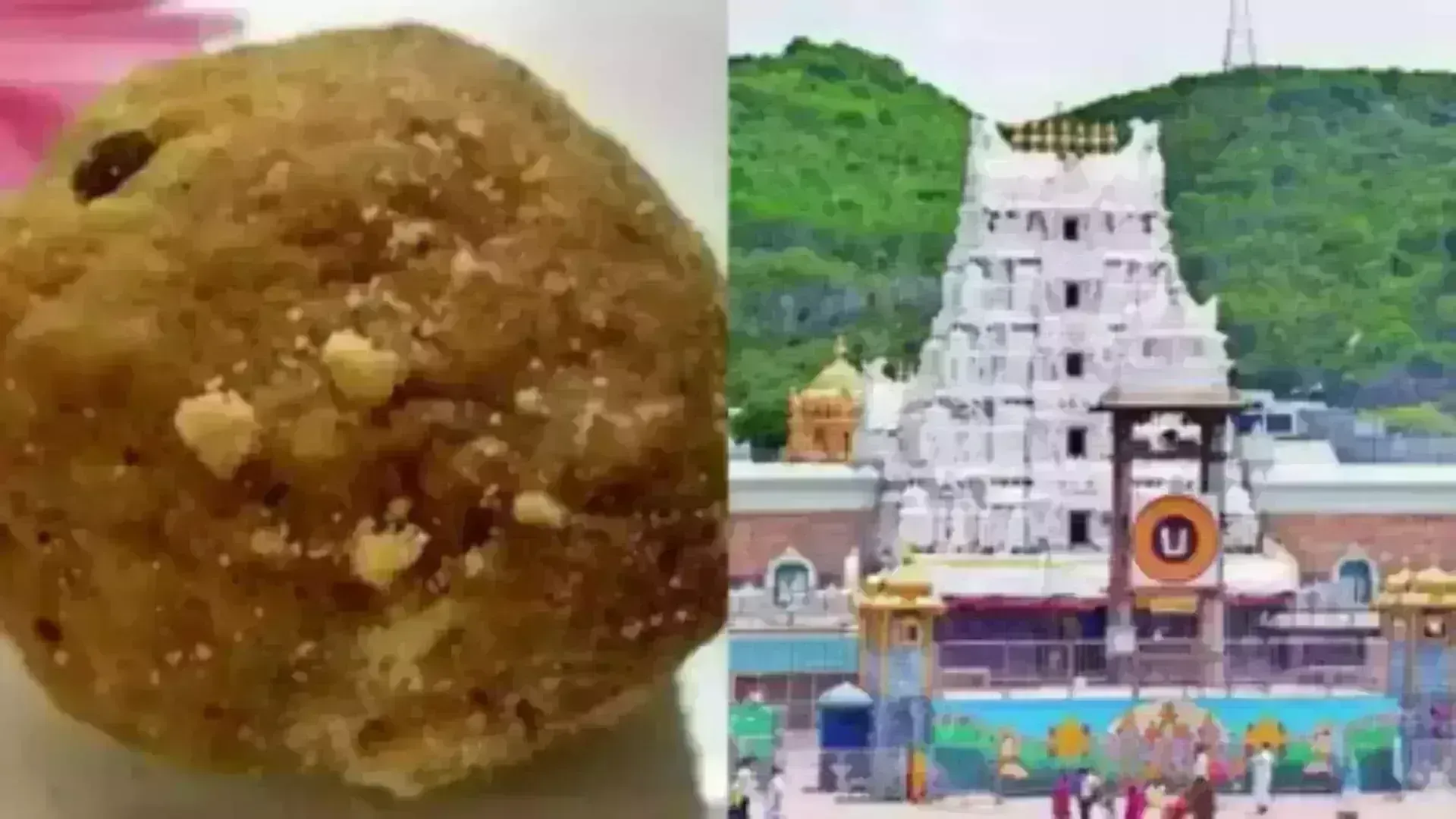 Tirupati laddu:  తిరుమల లడ్డూ తయారీలో కల్తీ  నెయ్యి వినియోగం  నిజమే - టీటీడీ ఈవో Tirupati laddu:  తిరుమల లడ్డూ తయారీలో కల్తీ  నెయ్యి వినియోగం  నిజమే - టీటీడీ ఈవో