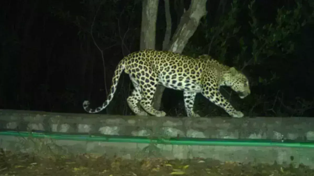 Leopard: కడియంలో చిరుత సంచారం