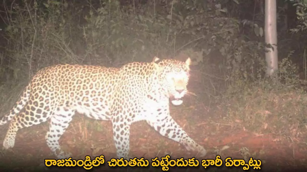 Leopard : రాజమండ్రిలో చిరుతను పట్టేందుకు భారీ ఏర్పాట్లు Leopard : రాజమండ్రిలో చిరుతను పట్టేందుకు భారీ ఏర్పాట్లు