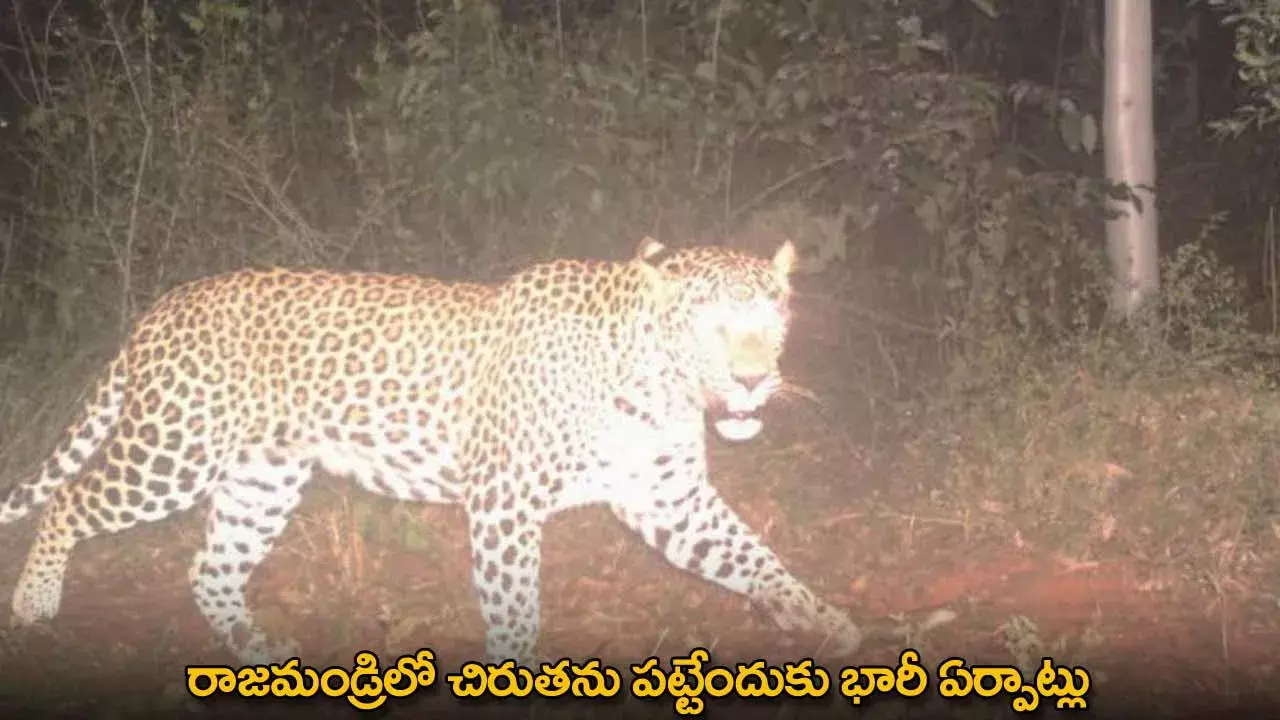 Leopard : రాజమండ్రిలో చిరుతను పట్టేందుకు భారీ ఏర్పాట్లు