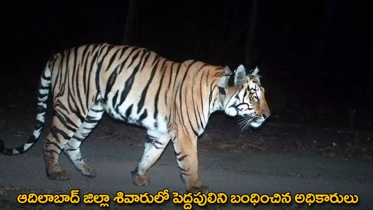 Big Tiger : ఆదిలాబాద్ జిల్లా శివారులో పెద్దపులిని బంధించిన అధికారులు Big Tiger : ఆదిలాబాద్ జిల్లా శివారులో పెద్దపులిని బంధించిన అధికారులు
