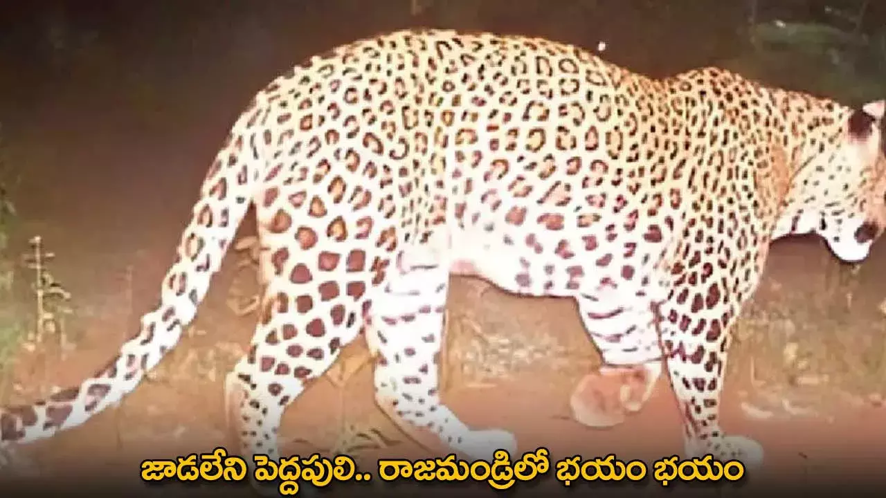 AP : జాడలేని పెద్దపులి.. రాజమండ్రిలో భయం భయం AP : జాడలేని పెద్దపులి.. రాజమండ్రిలో భయం భయం