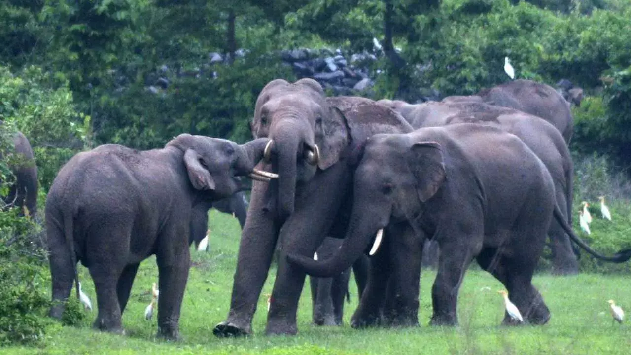Elephants : మన్యం జిల్లాలో ఏనుగుల బీభత్సం Elephants : మన్యం జిల్లాలో ఏనుగుల బీభత్సం