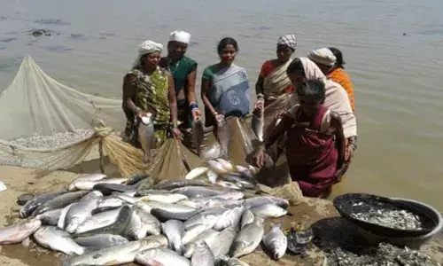Government Scheme: చేపల పెంపకందారులకు 60 శాతం సబ్సిడీ.. దరఖాస్తు విధానం Government Scheme: చేపల పెంపకందారులకు 60 శాతం సబ్సిడీ.. దరఖాస్తు విధానం