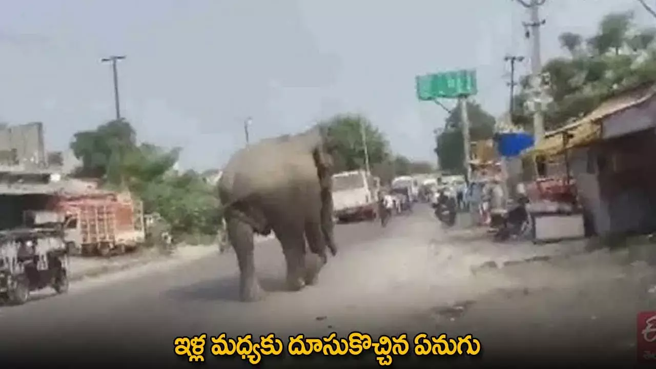 Elephant : ఇళ్ల మధ్యకు దూసుకొచ్చిన ఏనుగు Elephant : ఇళ్ల మధ్యకు దూసుకొచ్చిన ఏనుగు