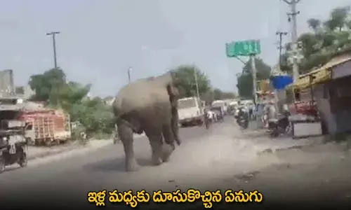 Elephant : ఇళ్ల మధ్యకు దూసుకొచ్చిన ఏనుగు