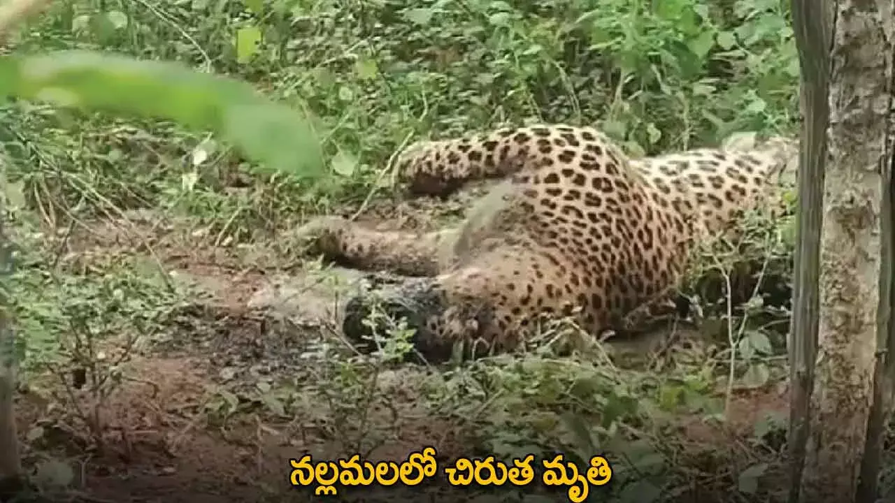 Leopard : నల్లమలలో చిరుత మృతి Leopard : నల్లమలలో చిరుత మృతి