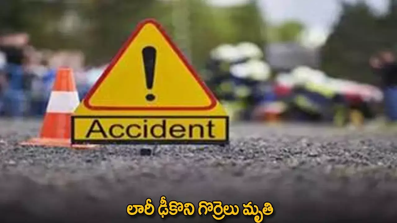 Sheeps : లారీ ఢీకొని గొర్రెలు మృతి Sheeps : లారీ ఢీకొని గొర్రెలు మృతి